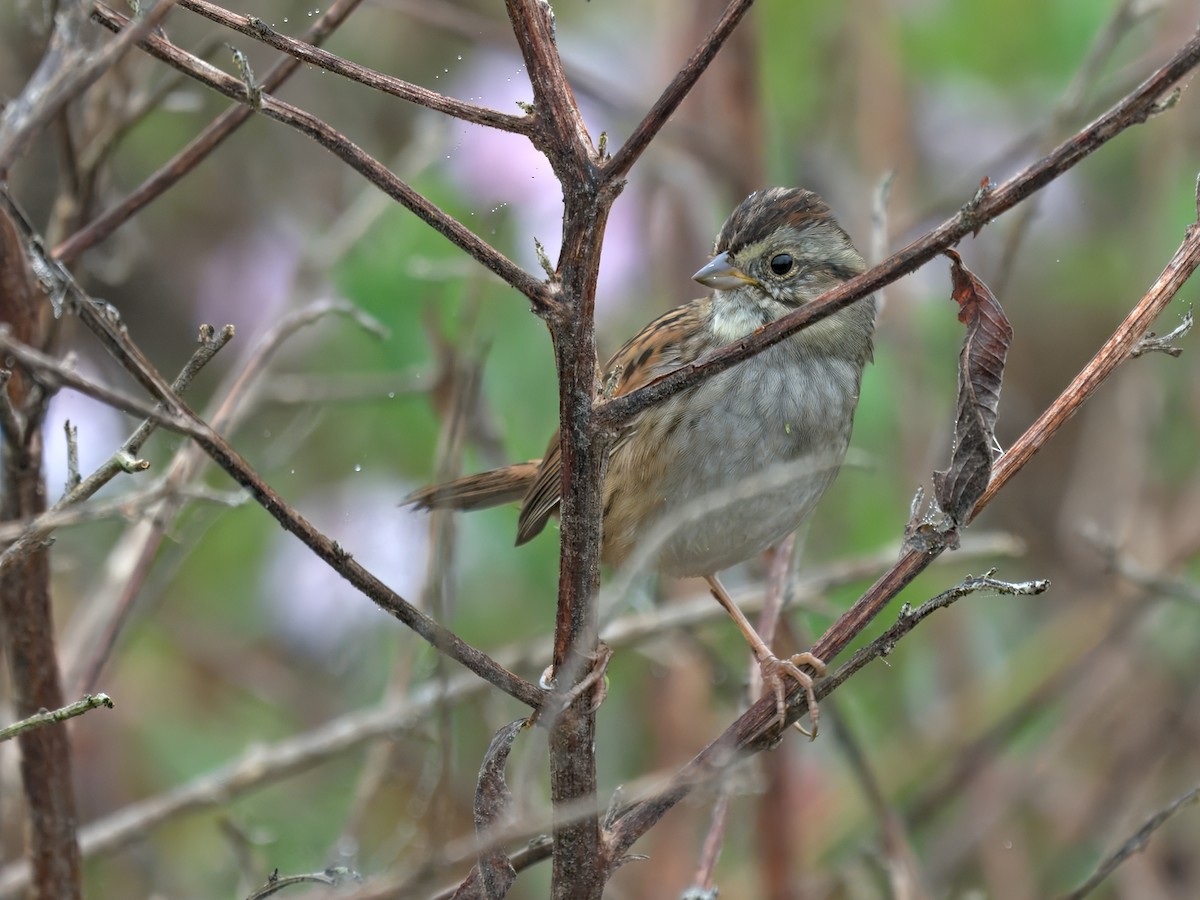 Swamp Sparrow - ML645778562