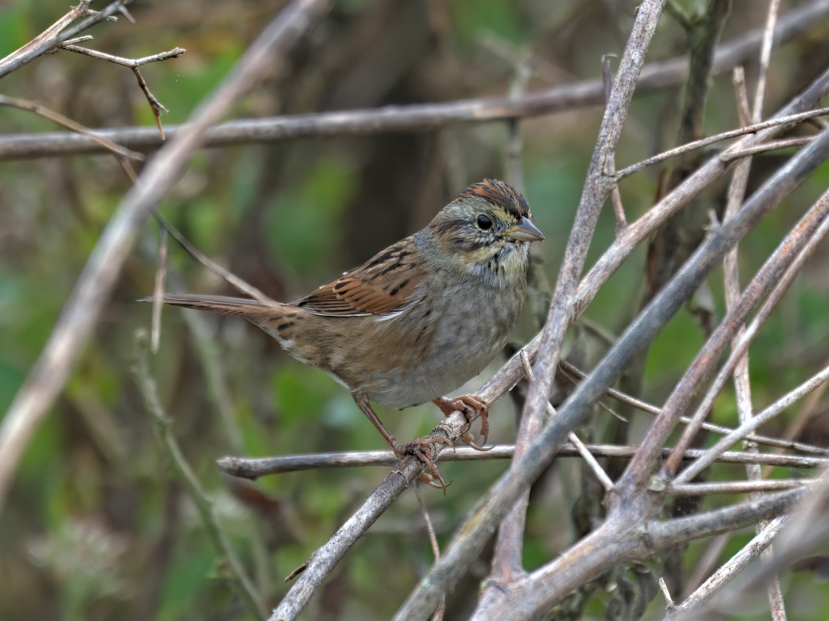 Swamp Sparrow - ML645778563