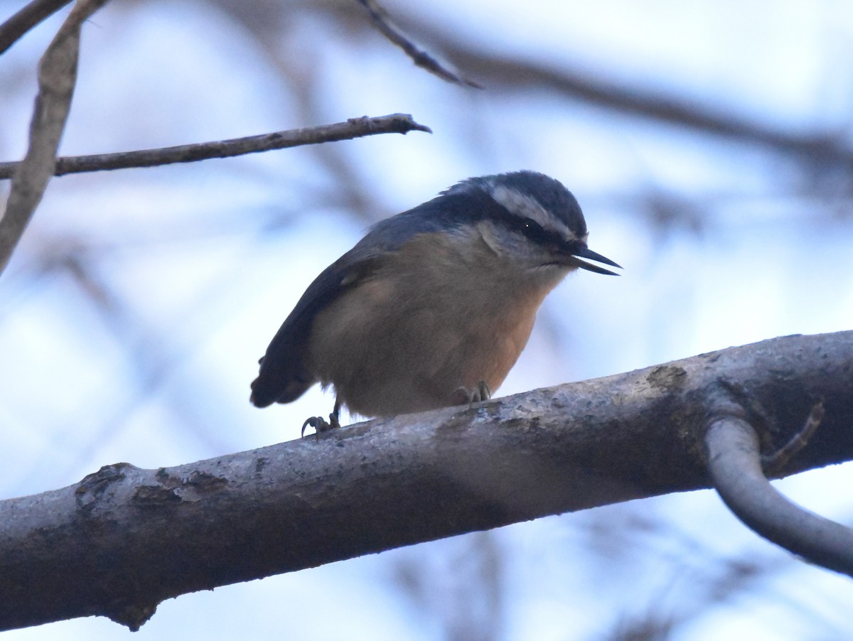 Red-breasted Nuthatch - ML645778564