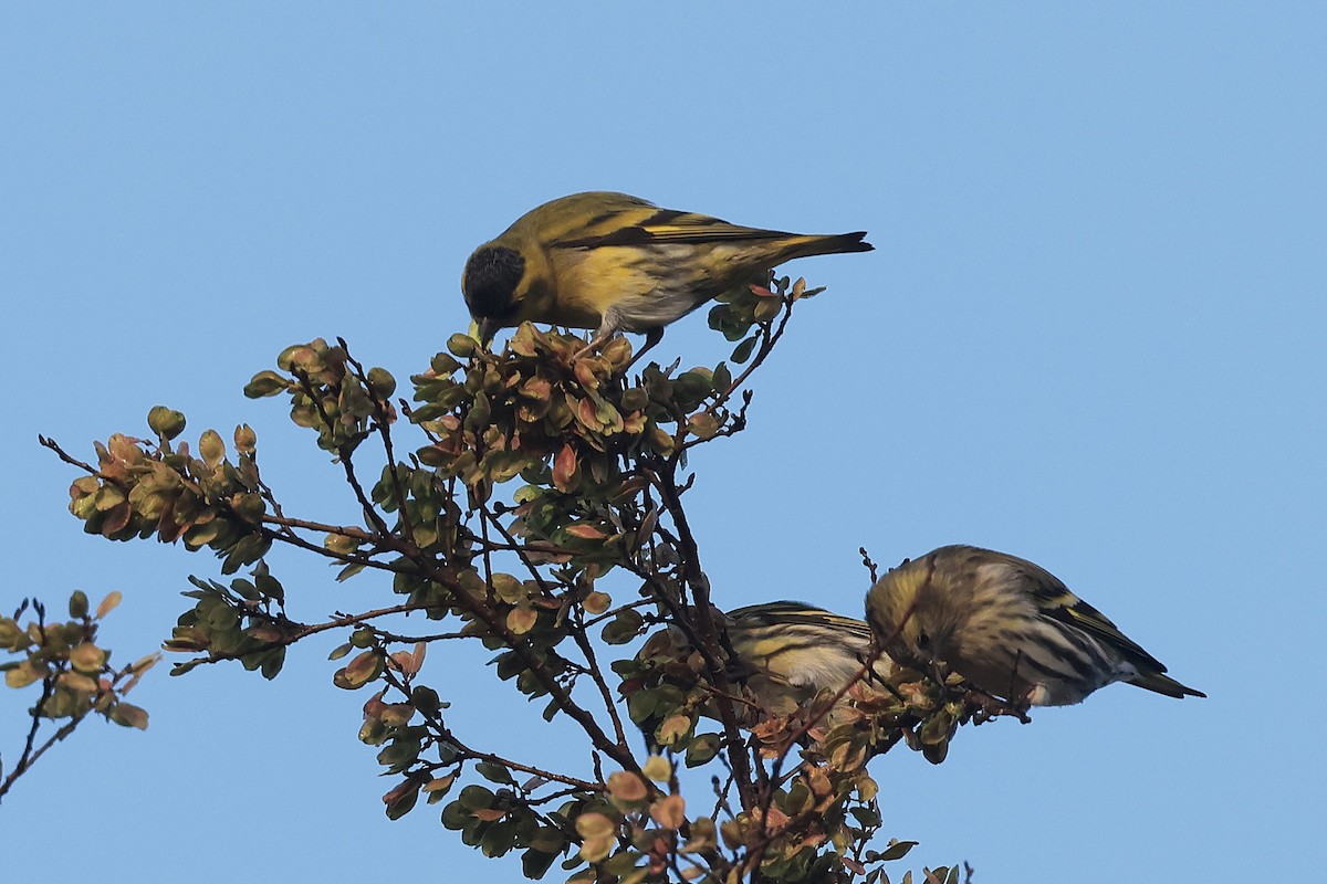 Eurasian Siskin - ML645778566