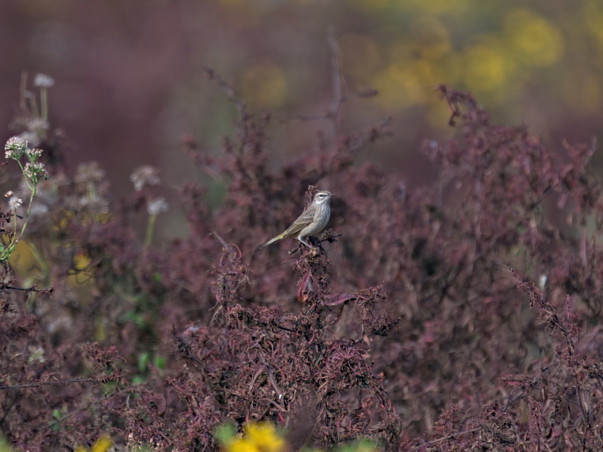 Palm Warbler - ML645778568
