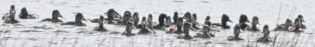 Ring-necked Duck - ML645778569
