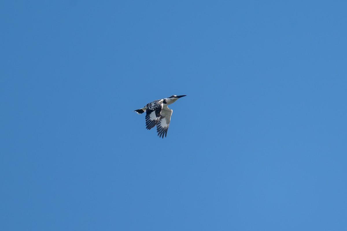 Pied Kingfisher - ML645778572