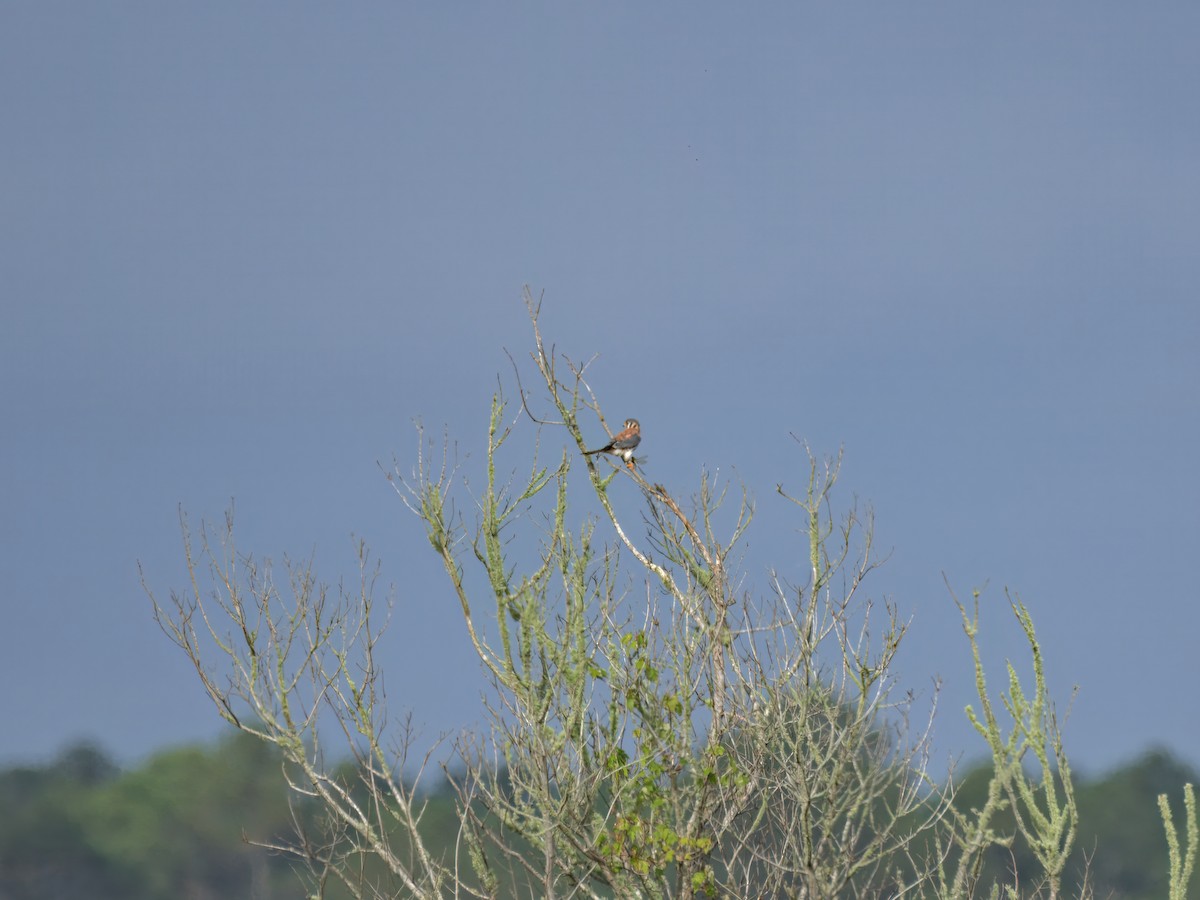 American Kestrel - ML645778578