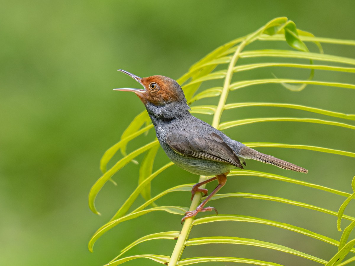 Ashy Tailorbird - ML645778581