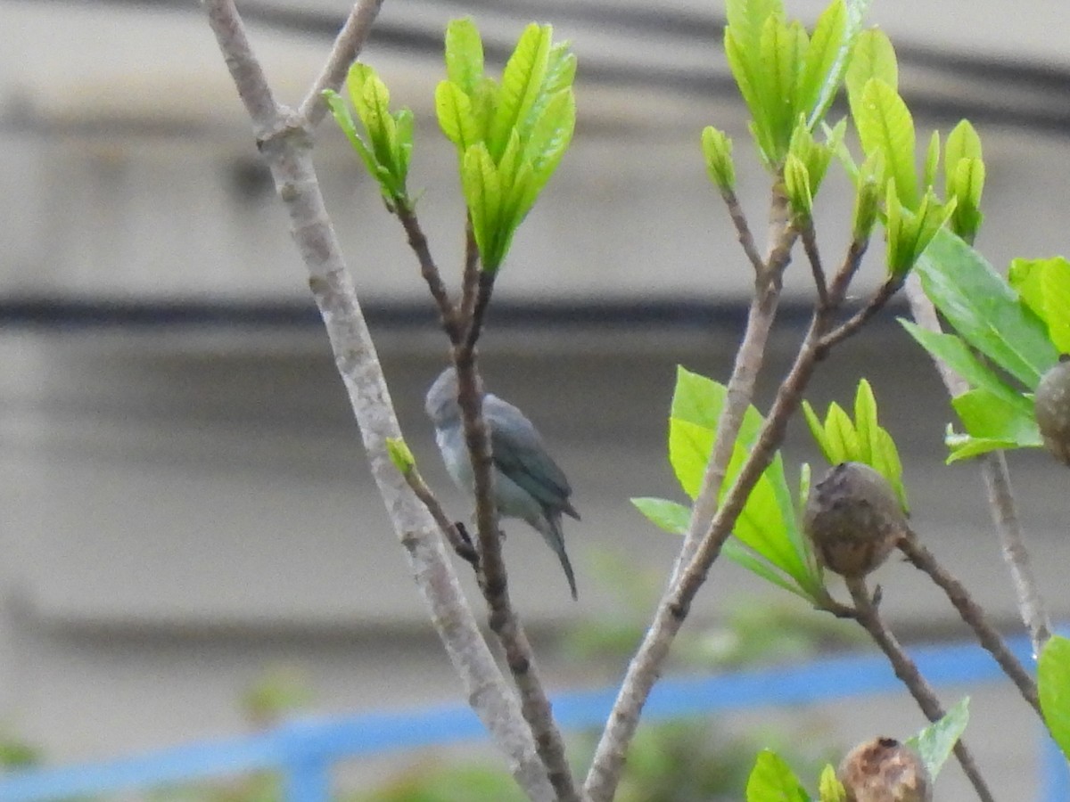 Sayaca Tanager - ML645778582