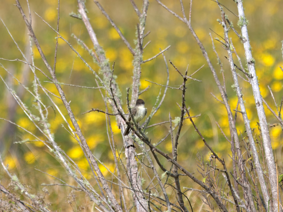 Eastern Phoebe - ML645778583