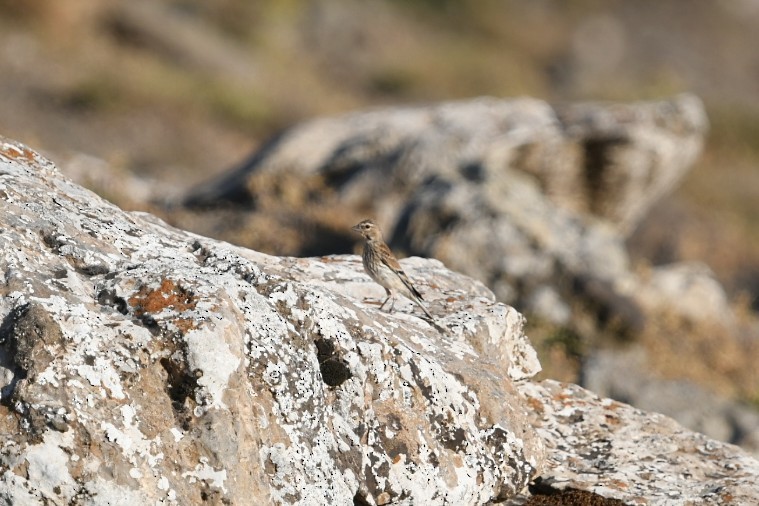 Eurasian Linnet - ML645778585