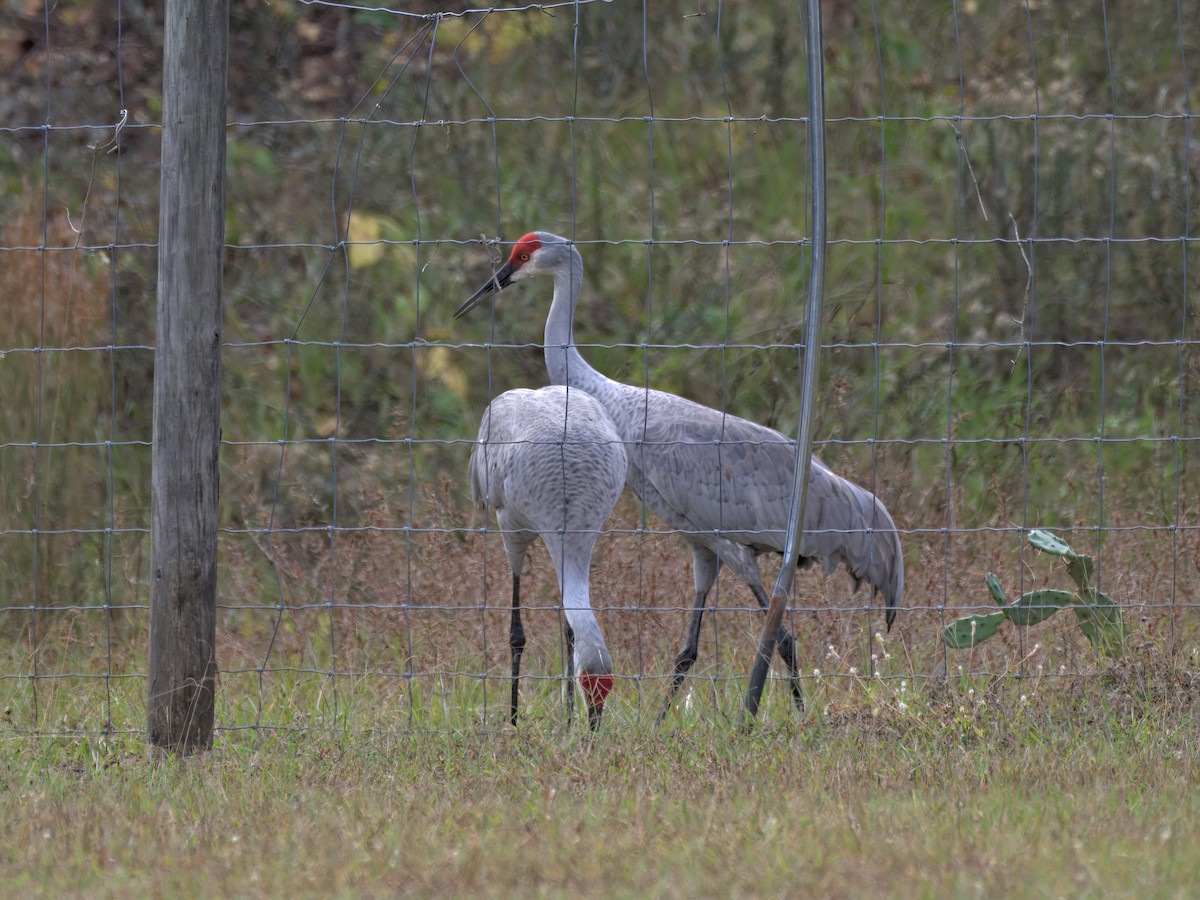 Sandhill Crane - ML645778588