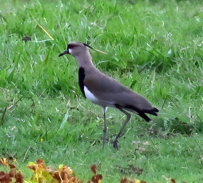 Bronzekiebitz - ML645778592