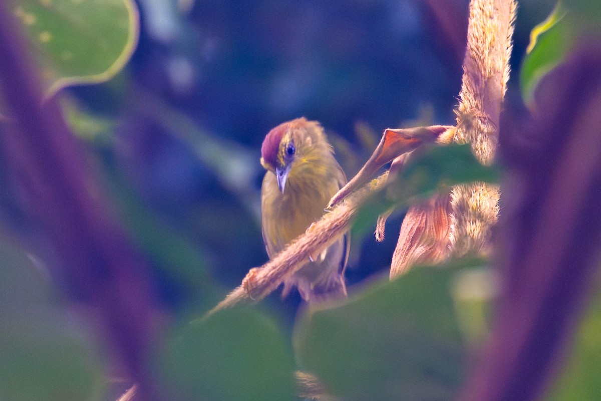 smalstripemeistimal - ML645778597