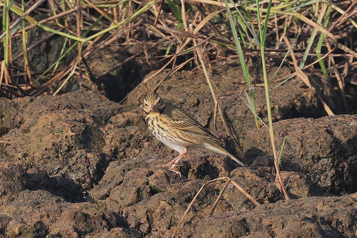 Бөртөт шийхнүүхэй - ML645778600