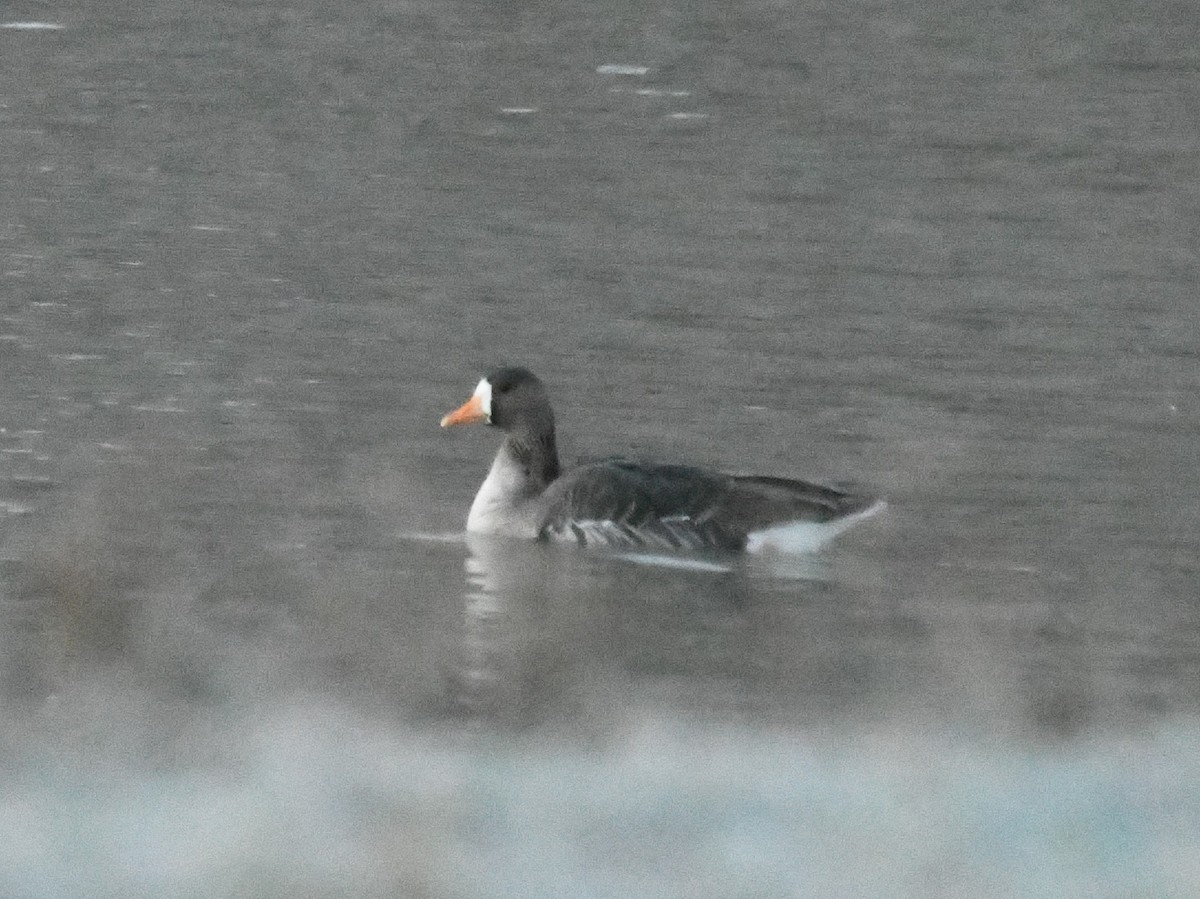 Greater White-fronted Goose - ML645778601