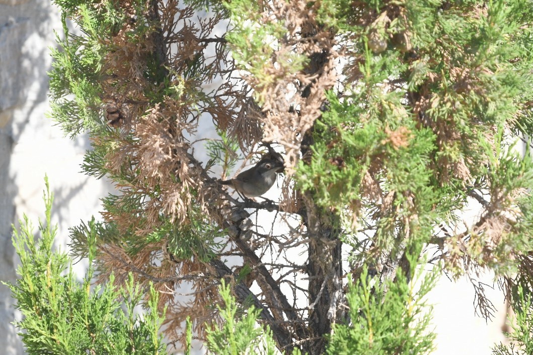 Txinbo burubeltza - ML645778602