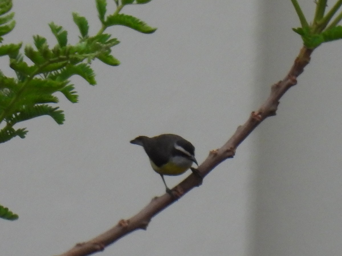 Bananaquit - ML645778603