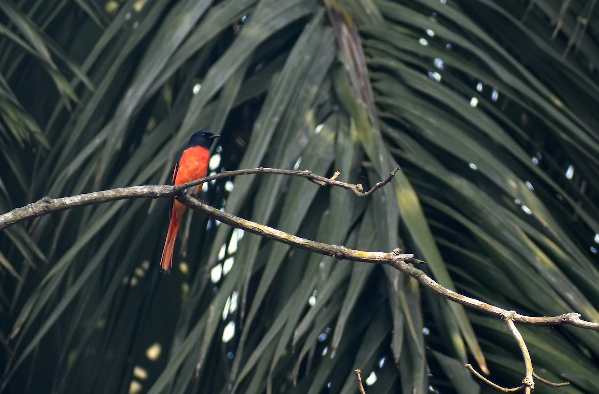 Long-tailed Minivet - ML645778608