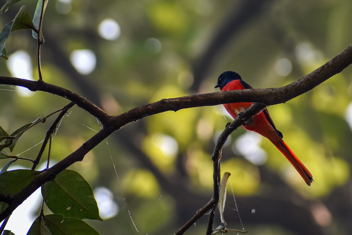 Long-tailed Minivet - ML645778610