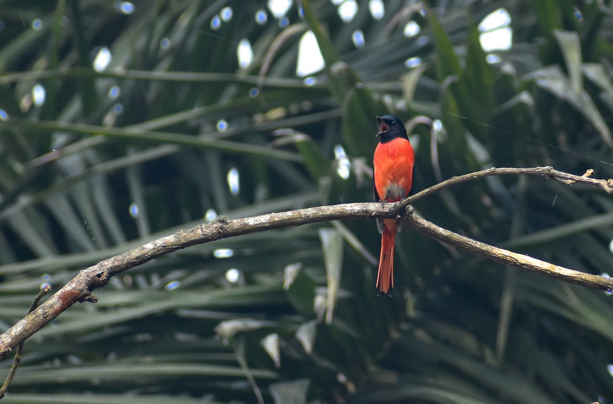 Long-tailed Minivet - ML645778611