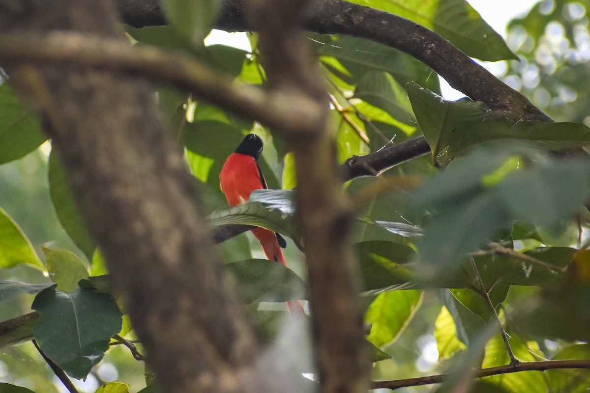Long-tailed Minivet - ML645778612