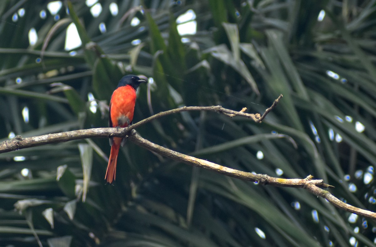 Long-tailed Minivet - ML645778613