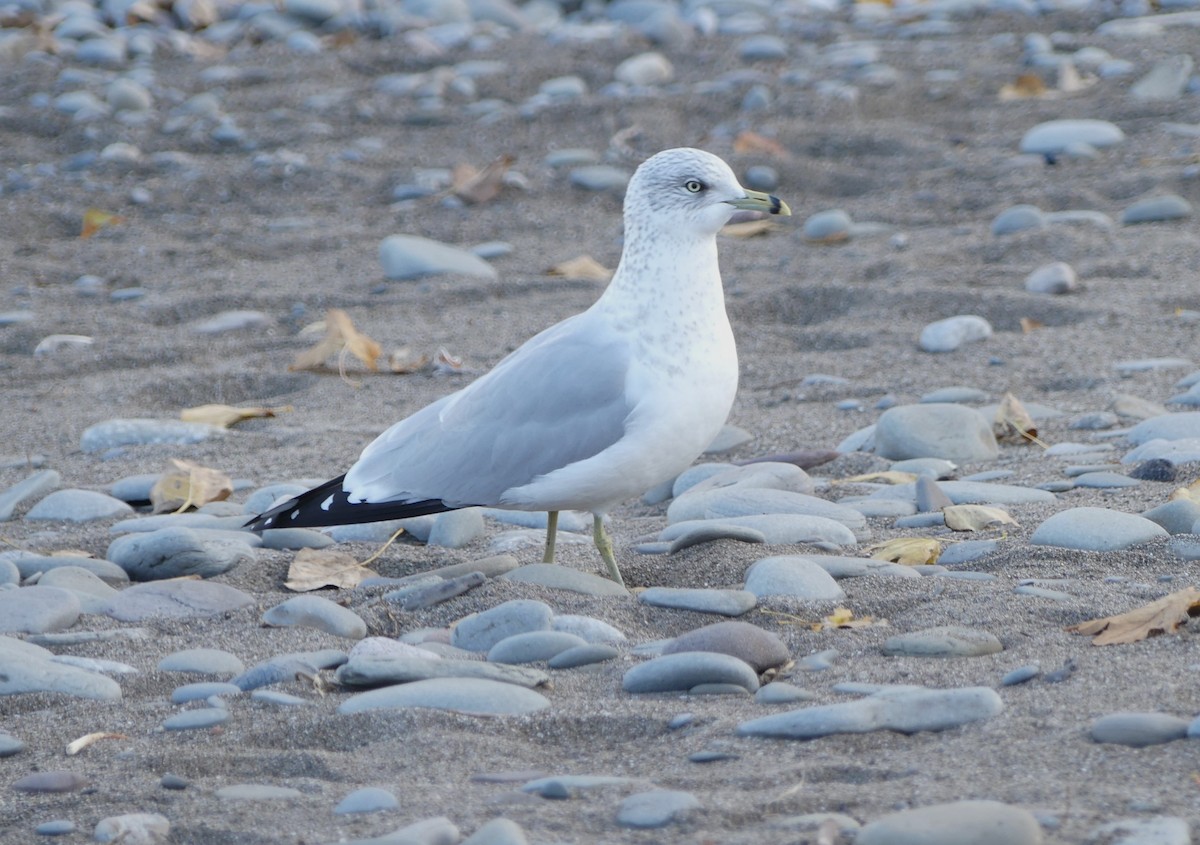 Ring-billed Gull - ML645778617
