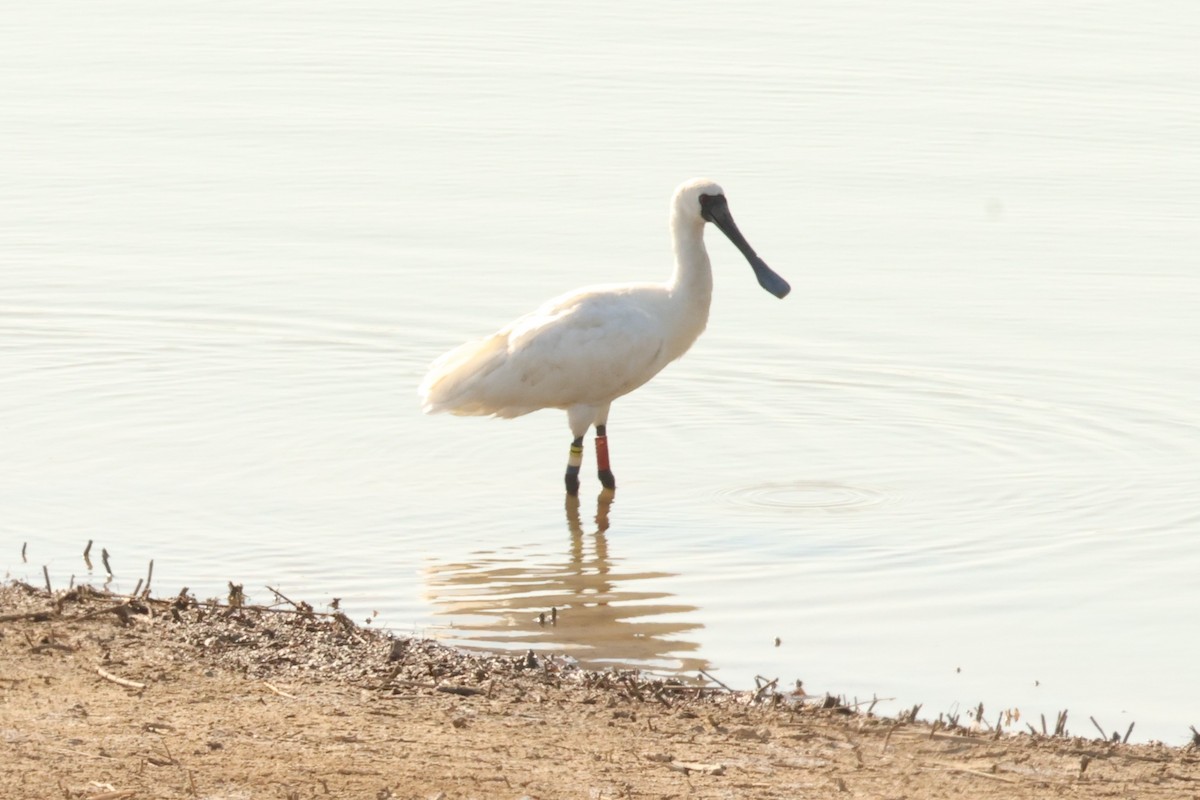 Black-faced Spoonbill - ML645778620