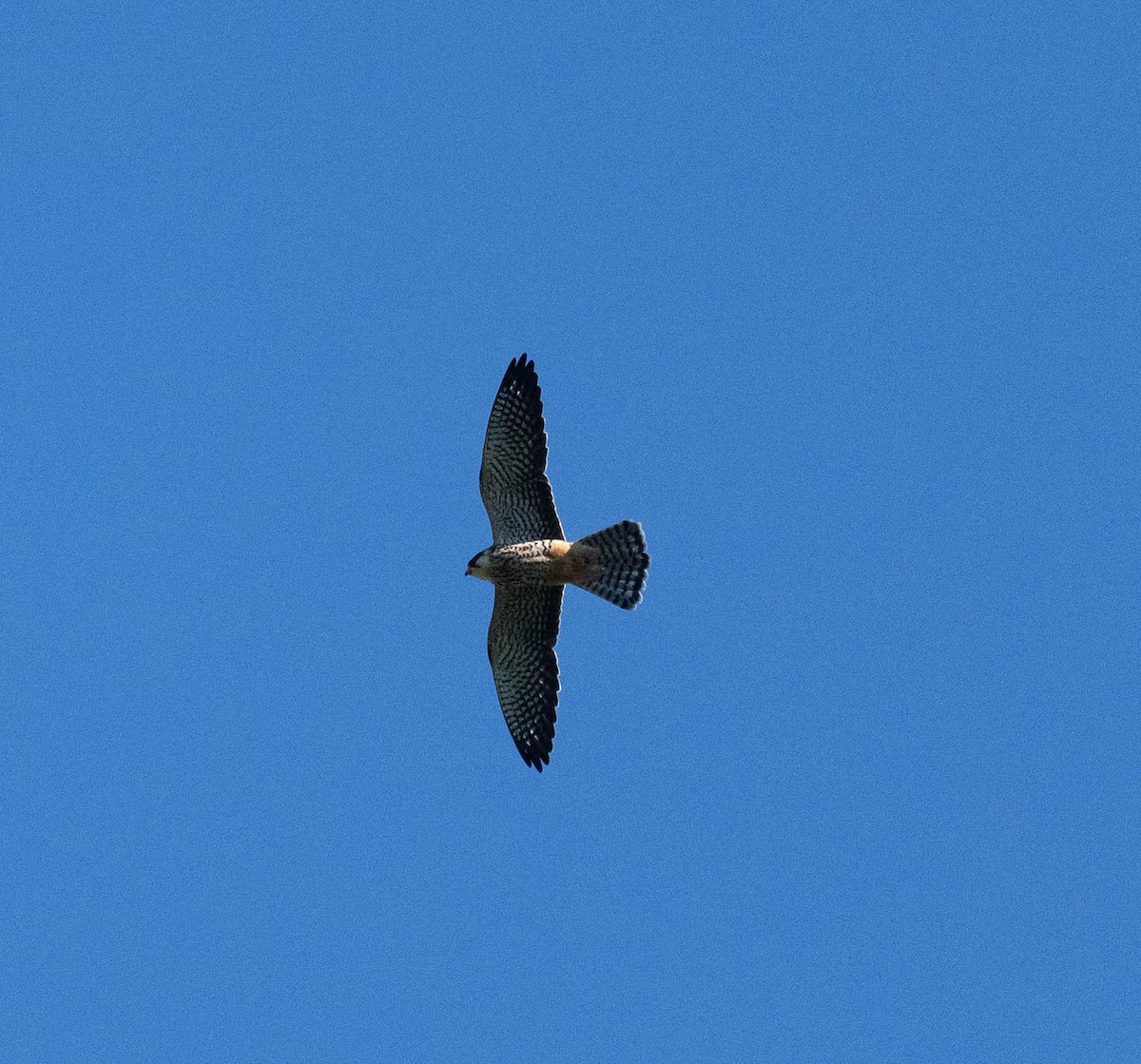 Amur Falcon - ML645778623