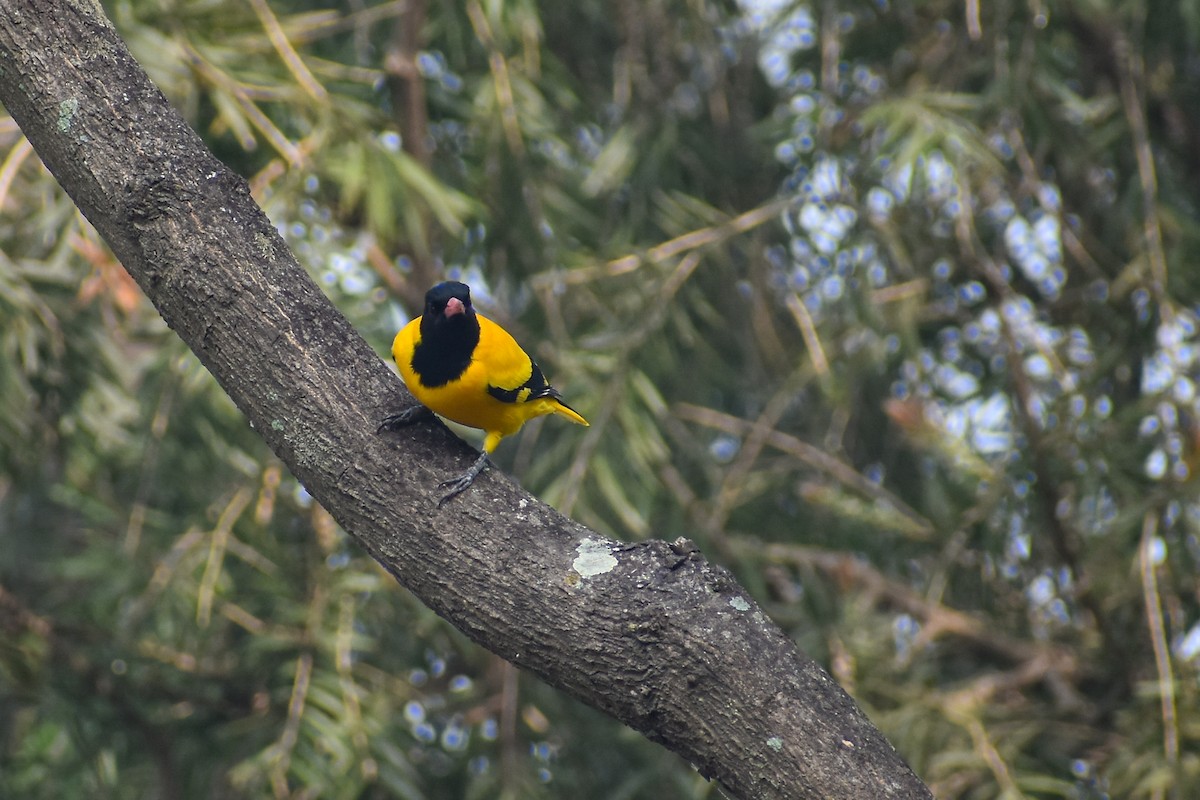 Black-hooded Oriole - ML645778624