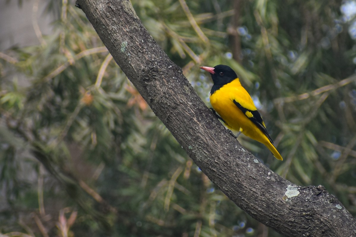Black-hooded Oriole - ML645778625