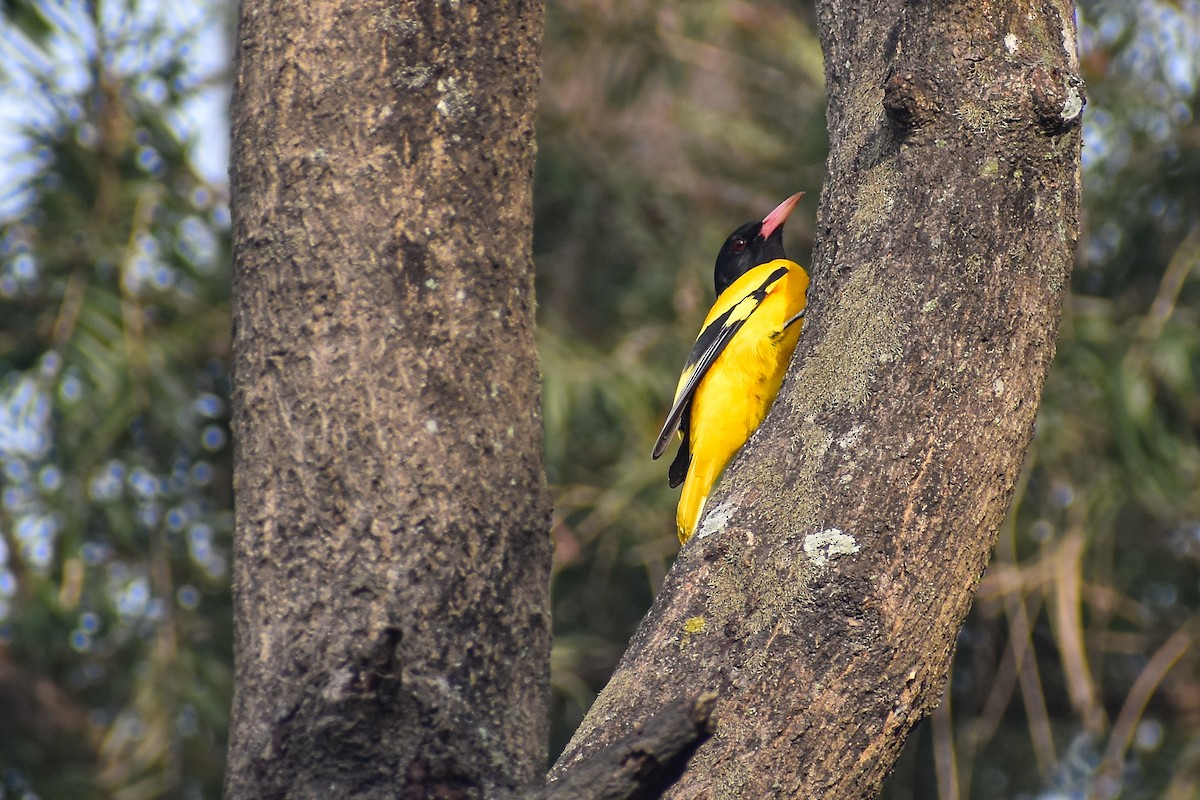 Black-hooded Oriole - ML645778626