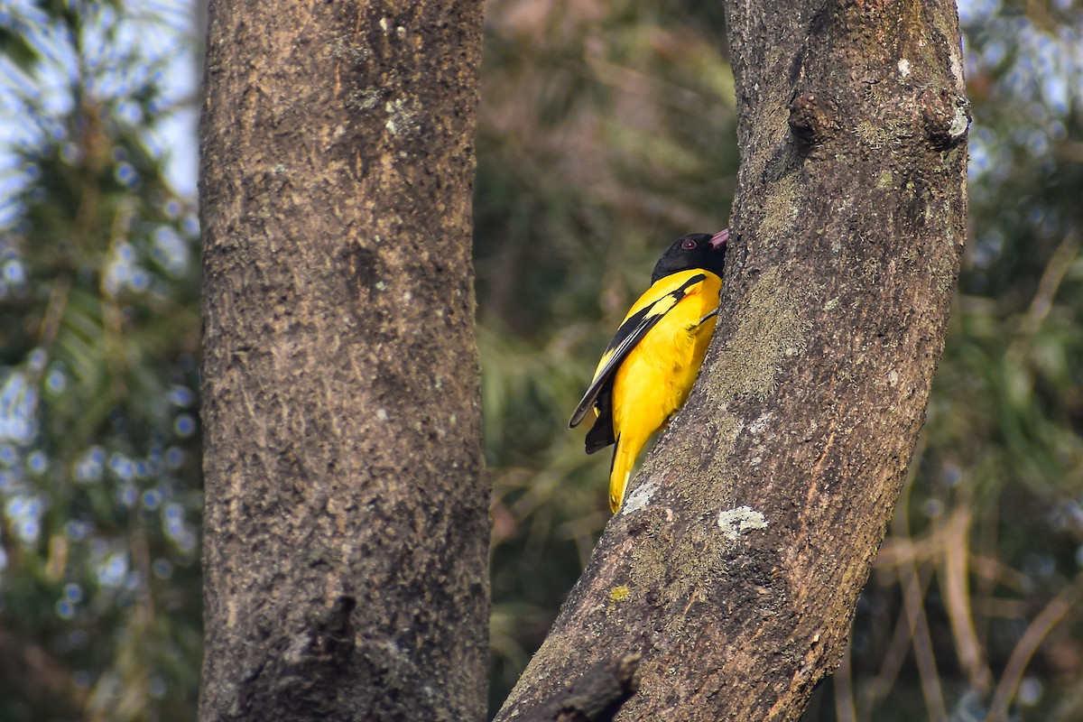 Black-hooded Oriole - ML645778628