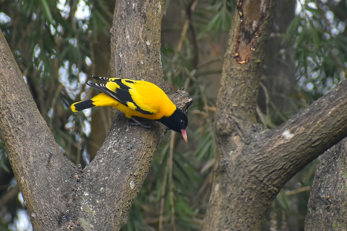 Black-hooded Oriole - ML645778629