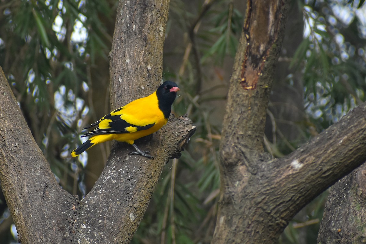 Black-hooded Oriole - ML645778630
