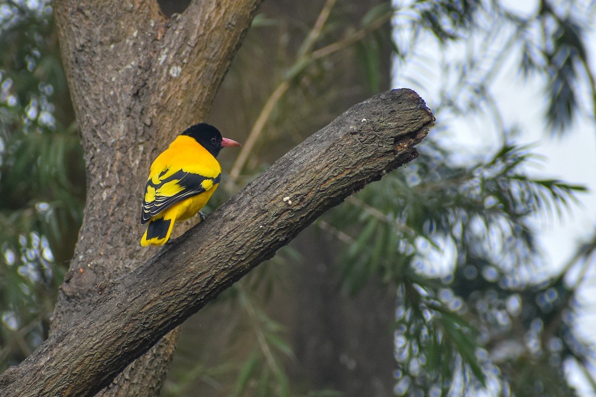 Black-hooded Oriole - ML645778632