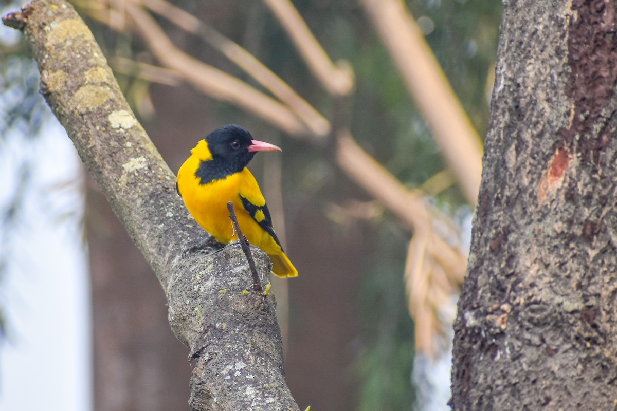 Black-hooded Oriole - ML645778633