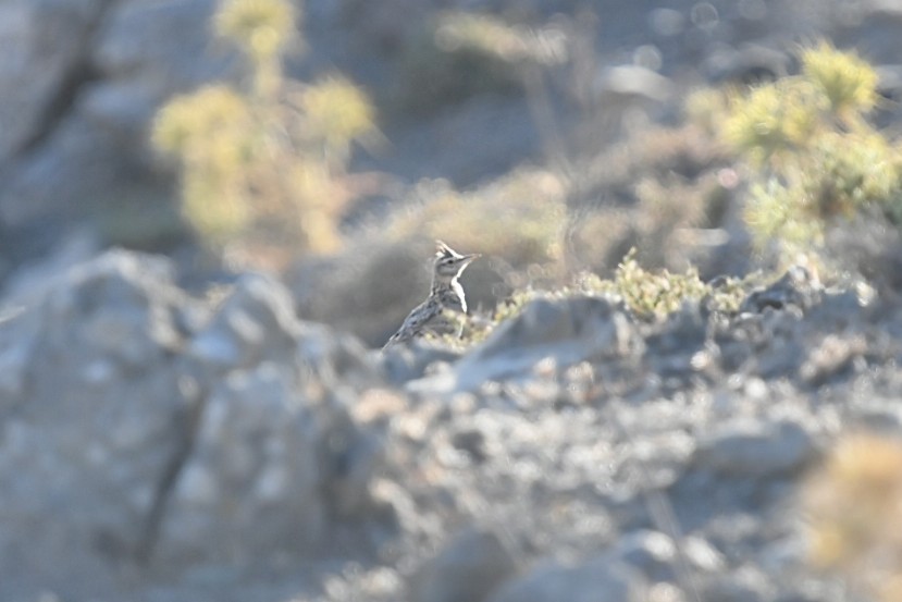 Crested Lark - ML645778634