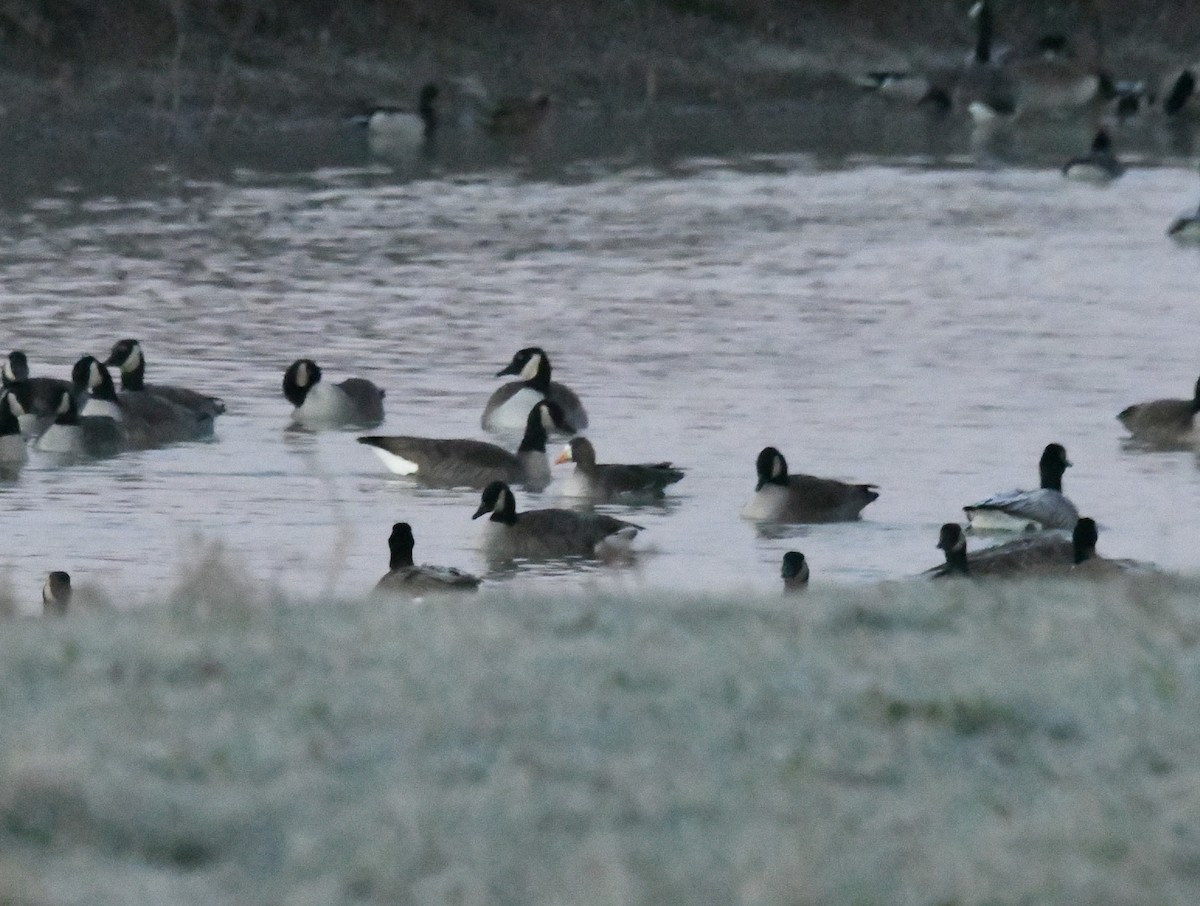 Greater White-fronted Goose - ML645778635