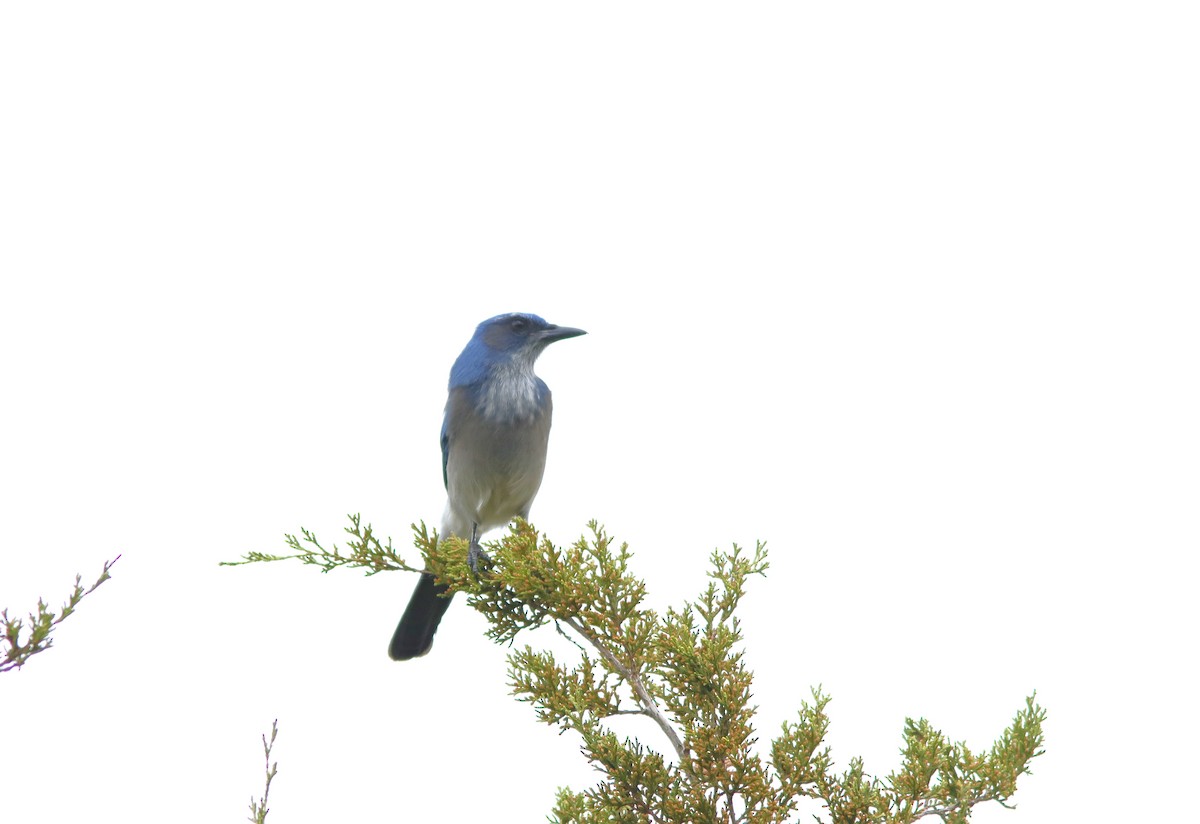 Woodhouse's Scrub-Jay - ML645778638