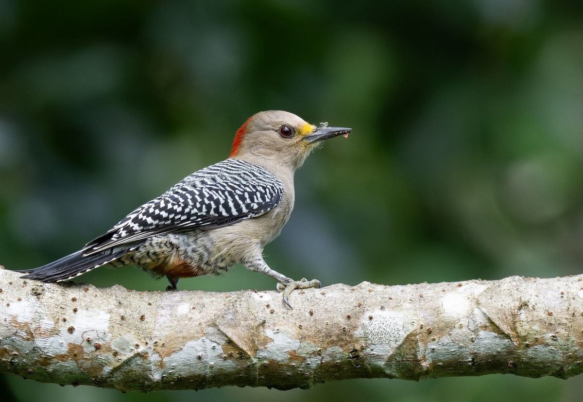 Yucatan Woodpecker - ML645778640