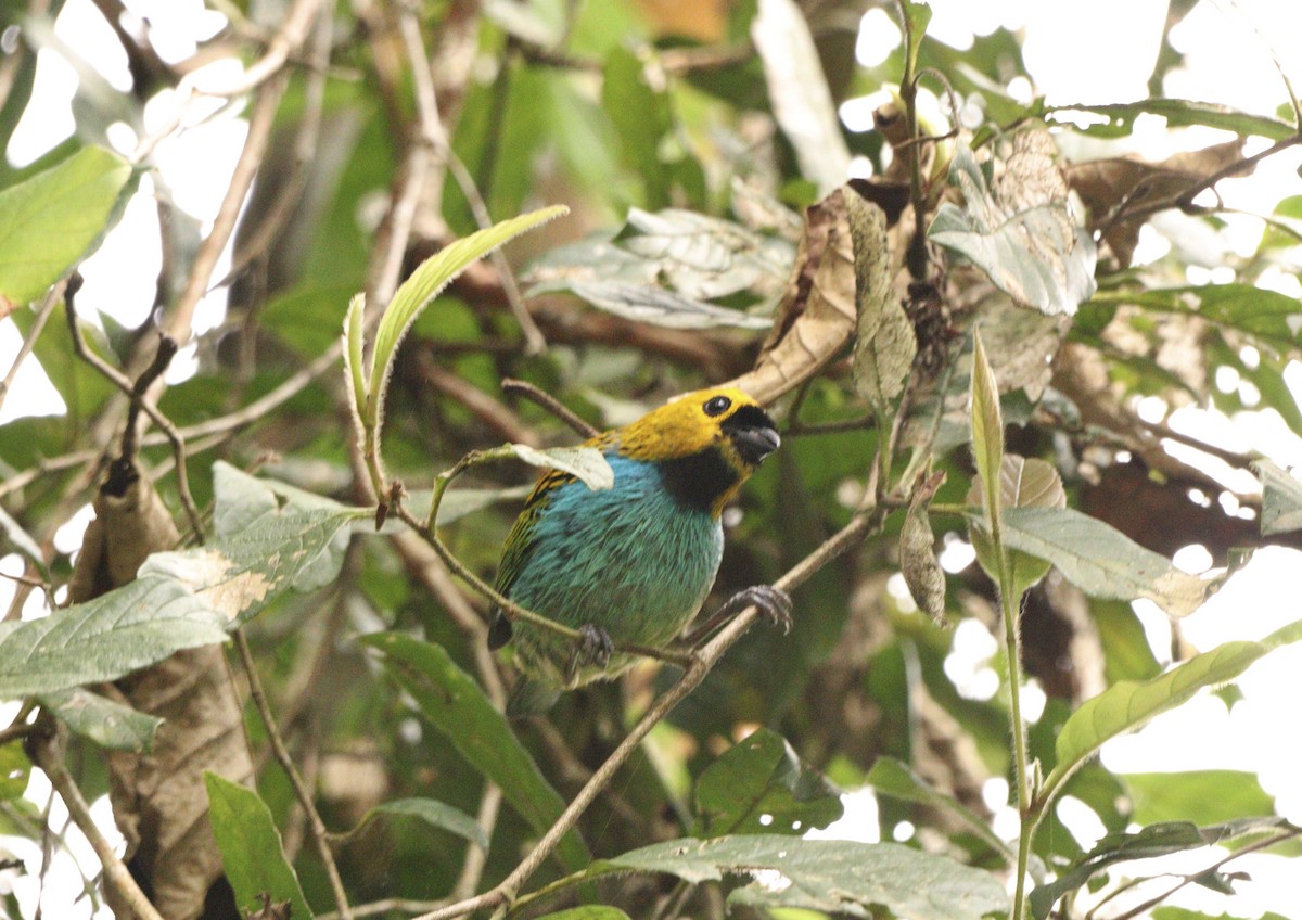 Gilt-edged Tanager - ML645778641