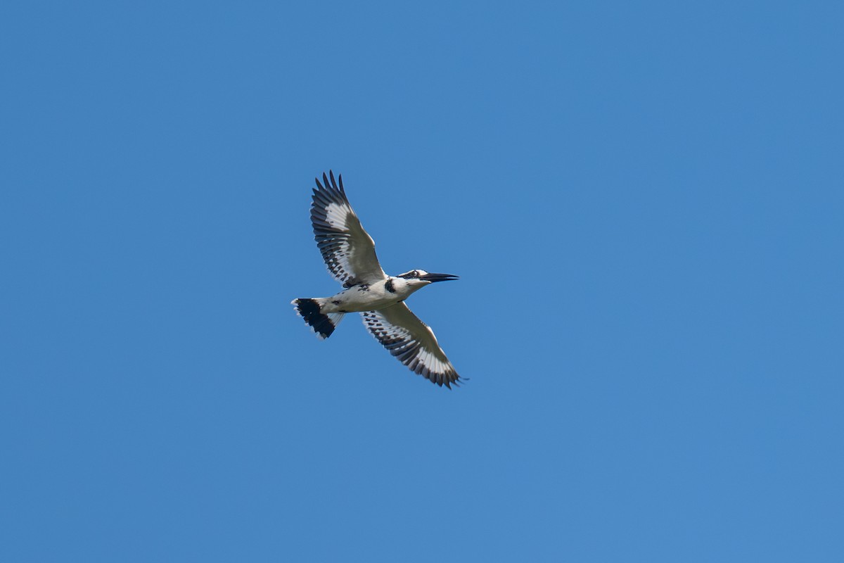 Pied Kingfisher - ML645778643