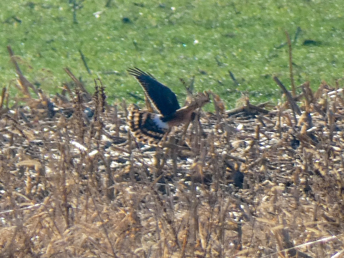 Northern Harrier - ML645778644