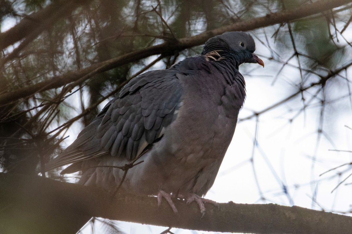 Common Wood-Pigeon - ML645778649