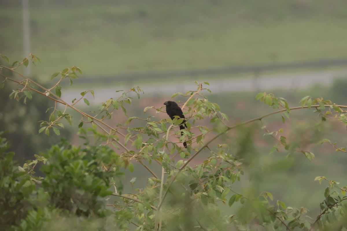 Ані товстодзьобий - ML645778650