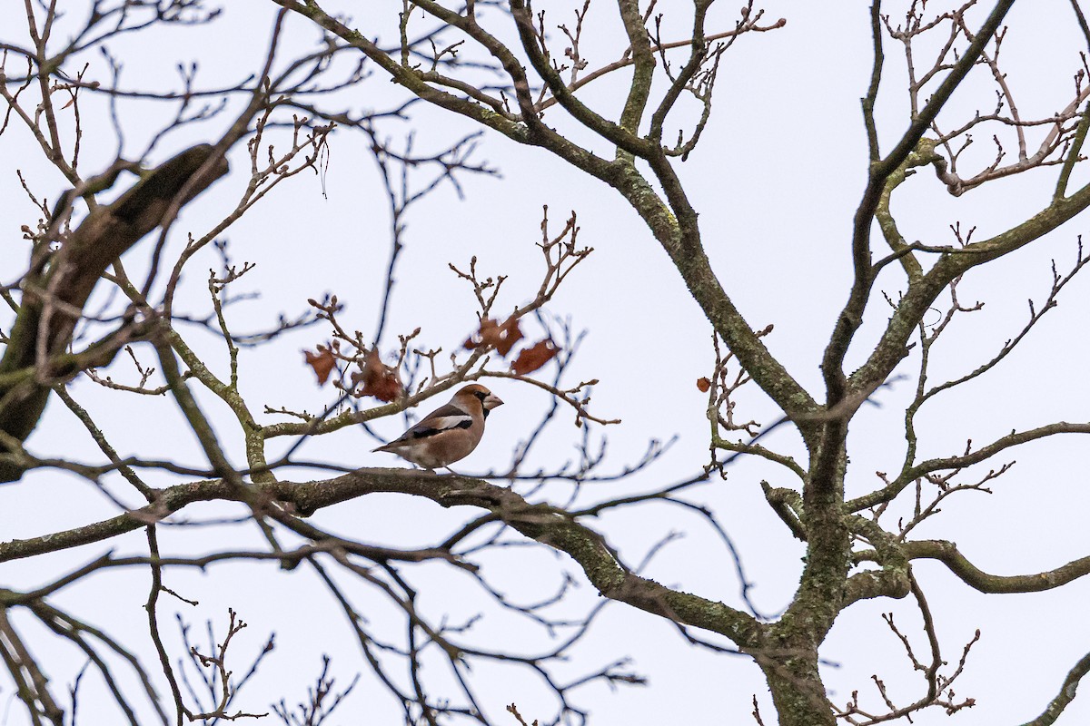 Kernbeißer - ML645778651