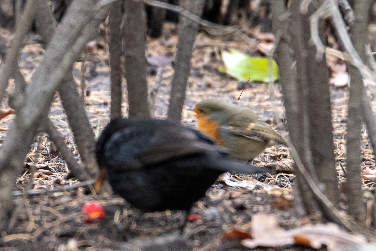 Rotkehlchen - ML645778653