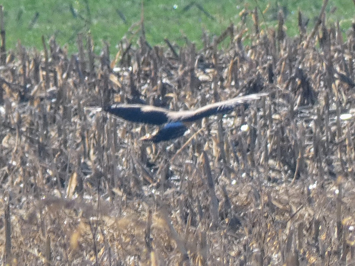 アメリカハイイロチュウヒ - ML645778655