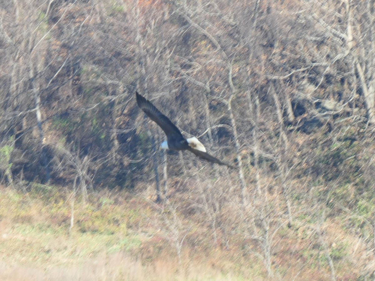 アメリカハイイロチュウヒ - ML645778656