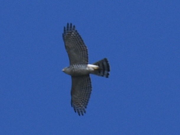 Gray-faced Buzzard - ML645778663