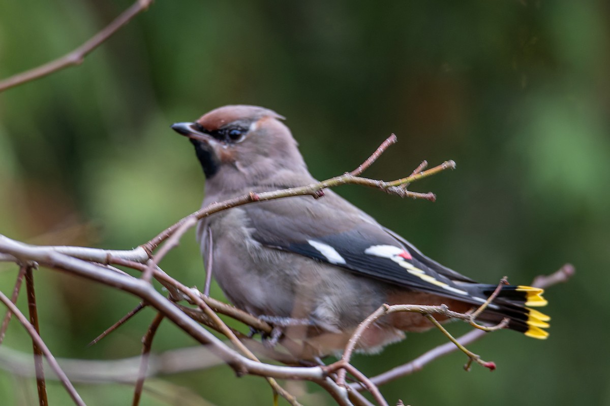 Bohemian Waxwing - ML645778674